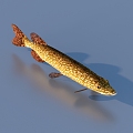 fish freshwater fish aquatic animal 3d model