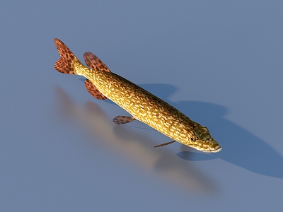 fish freshwater fish aquatic animal 3d model