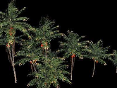 Tall Lush Palm Trees With Green Fronds And Orange Fruits On Straight Trunks 3d model