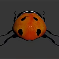 Shiny Red Ladybug With Black Spots Black Body And Legs On Dark Background With Reflection