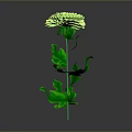 Vibrant Green Chrysanthemum Plant With Lush Leaves Long Stem in Isolated Black Background