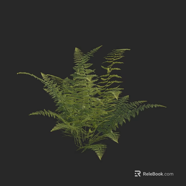 Green Fern Plant with Lush Foliage on Black Background for Home Decor 3d model 