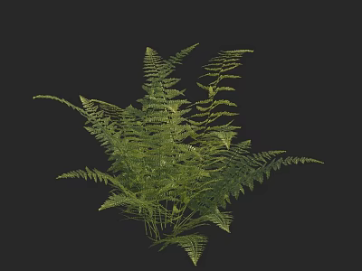 Green Fern Plant with Lush Foliage on Black Background for Home Decor 3d model