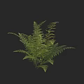 Green Fern Plant with Lush Foliage on Black Background for Home Decor