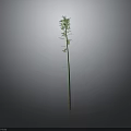 Tall Green Plant with Slender Stem Branches Leaves and Reflection on Gray Background