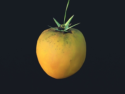 Persimmon Fruit Sketches 3d model