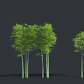Lush Green Bamboo Clumps With Different Heights And Fresh Foliage