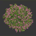 Lush Green Tree With Vibrant Pink Flowers And Foliage On Dark Background