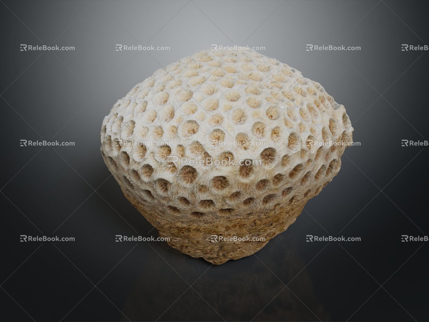 Modern Coral Red Coral White Coral Blue Coral 3d model