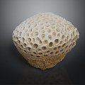 Modern Coral Red Coral White Coral Blue Coral 3d model