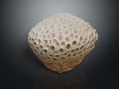 Porous Spherical Coral Structure In Beige To Brown Color For Aquatic Animal Habitat 3d model