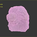 Ancient Prehistoric Marine Animal Fossil Embedded in Detailed Natural Stone Formation