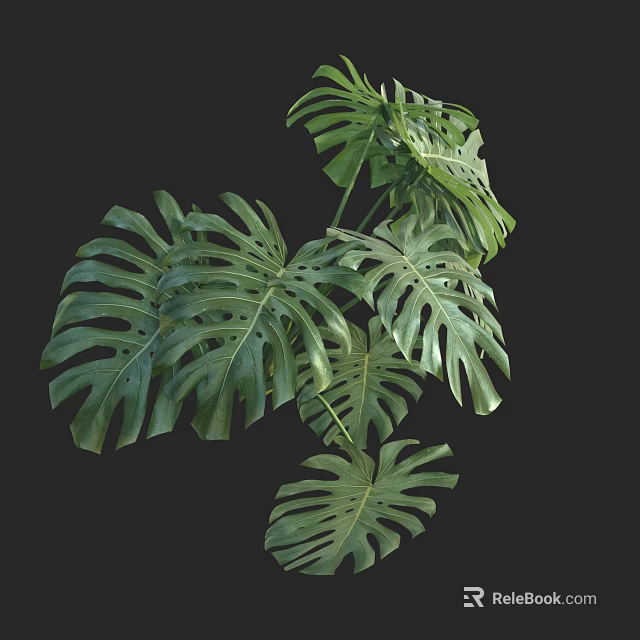 Monstera Bonsai Plant With Large Split Green Leaves For Indoor Decor 3d model 