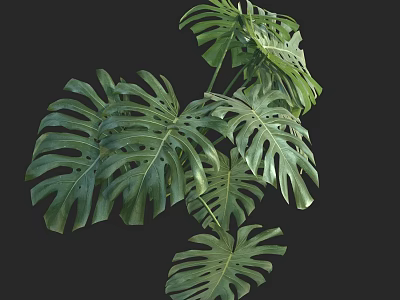 Monstera Bonsai Plant With Large Split Green Leaves For Indoor Decor 3d model