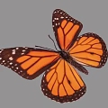 Vibrant Monarch Butterfly with Spread Orange Black Wings and White Spots
