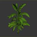 Three Green Tropical Plants With Broad Leaves And Reflections On Gray Background