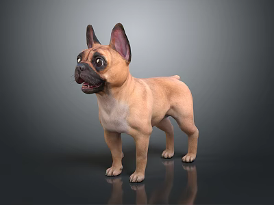 Fawn French Bulldog With Erect Ears Standing On Shiny Floor And Dark Background 3d model