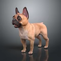 Fawn French Bulldog With Erect Ears Standing On Shiny Floor And Dark Background