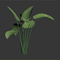 Lush Tropical Indoor Plant With Large Green Leaves And Long Green Stems