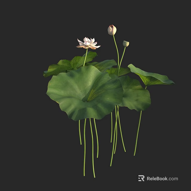 Aquatic Plants With Lotus Flowers Buds And Large Green Leaves 3d model 