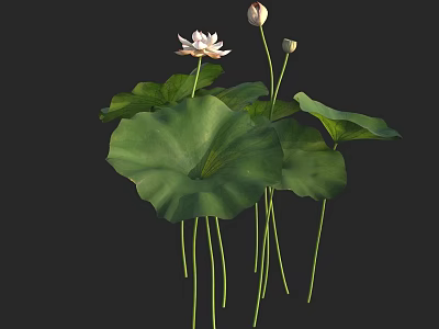 Aquatic Plants With Lotus Flowers Buds And Large Green Leaves 3d model