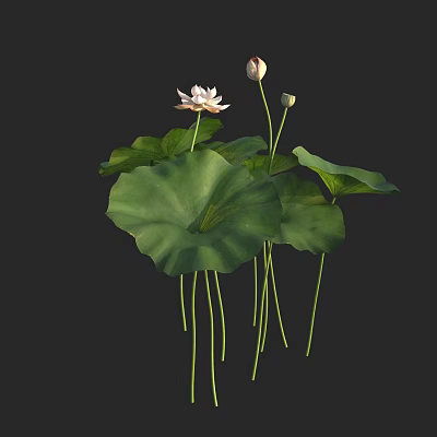modern plant bowl lotus inacia water lily lotus aquatic plant 3d model