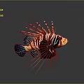 Tropical Lionfish With Vibrant Striped Pattern And Long Spiny Fins Swimming Underwater