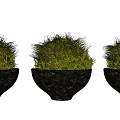 Three Green Spherical Bonsai Potted Plants in Black Bowl Shaped Pots with White Background