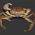 Detailed View Of Orange Fresh Crab With Large Claws On Smooth Surface Showing Reflection