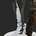 Wooden Tree Trunks With Curved Shape And Snow Covered Bark In Natural Winter Scene