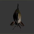 Freshwater Fish With Orange Brown Body And Black Fins Against Gray Background