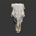 Detailed Animal Skull With Natural Bone Texture And Dark Background Reflection 3d model