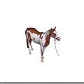 Brown And White Spotted Horse With Bridle Standing Against Dark Background