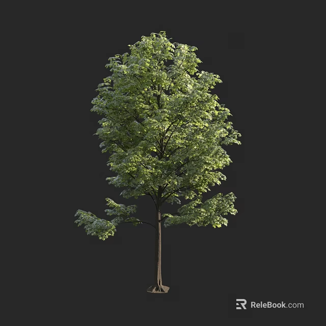 Lush Green Arbor With Dense Foliage Straight Trunk Isolated On Dark Background 3d model 
