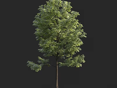 Lush Green Arbor With Dense Foliage Straight Trunk Isolated On Dark Background 3d model
