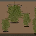Multiple Green Hanging Bonsai Plants With Metal Ring Bases On Brown Wall Background