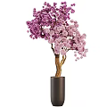 Bonsai Plant With Purple And Pink Flowers Brown Trunk In Black Cylindrical Pot