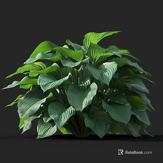 Lush Hosta Plant With Large Green Leaves Featuring White Stripes And Vibrant Appearance 3d model 