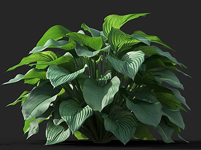 Lush Hosta Plant With Large Green Leaves Featuring White Stripes And Vibrant Appearance 3d model