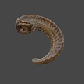 Detailed Ram Horn With Spiral Shape And Natural Texture Close Up