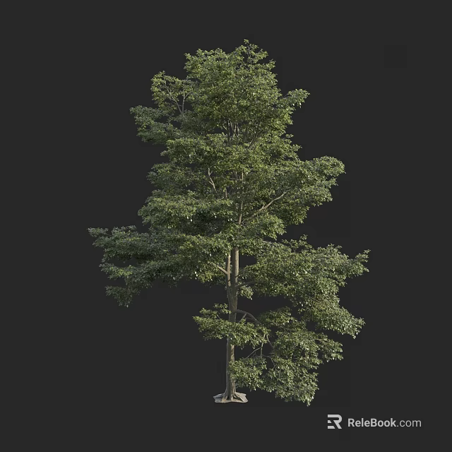 Tall Lush Green Arbor With Dense Foliage And Straight Trunk 3d model 