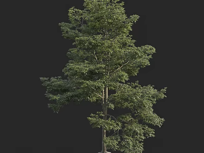 Tall Lush Green Arbor With Dense Foliage And Straight Trunk 3d model