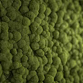 Indoor Green Plant Wall Decor With White And Black Background For Interior Design