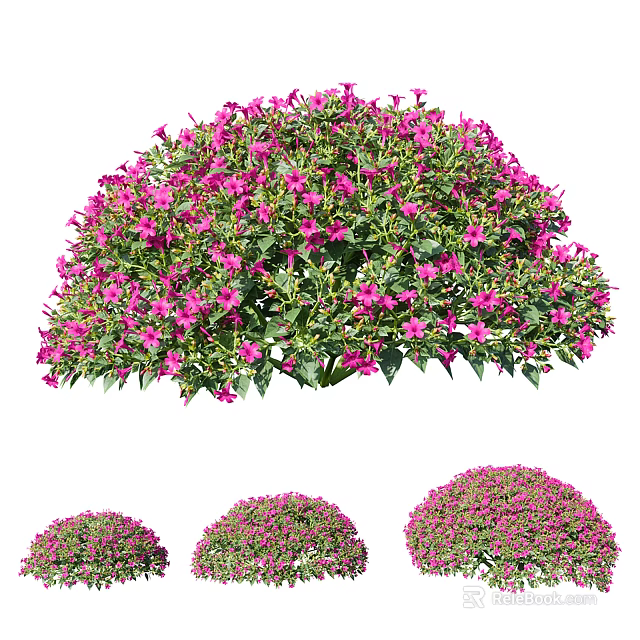 Vibrant Pink Flowering Shrubs With Round Shapes And Lush Green Foliage In Garden 3d model 