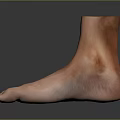 Ankle Anatomical Model Showing Skeleton Muscles Ligaments And Skin Structure Details