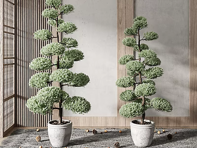 Bonsai Trees with Layered Foliage in White Pots Indoor Decor with Wooden and Gray Accents 3d model