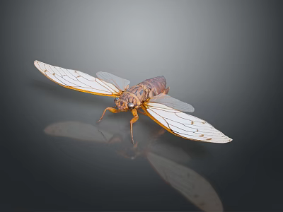 Cicada With Transparent Wings And Brown Body On Dark Reflective Surface 3d model