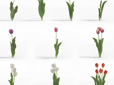 Beautiful Various Colored Tulips with Green Leaves and Different Petal Tones 3d model