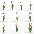 Beautiful Various Colored Tulips with Green Leaves and Different Petal Tones
