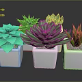 Various Green Succulent Plants in White Square Pots for Indoor Decor